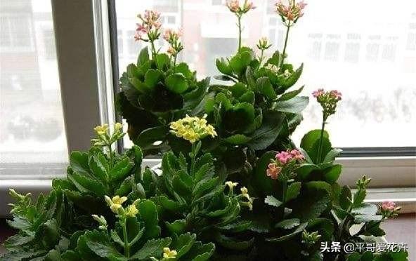 长寿花只长叶不开花？四招小窍门让花朵瞬间爆盆！-图6