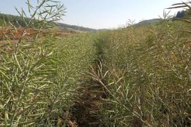 植物油VS动物油，医生解析菜籽油与猪油哪种更健康-图3